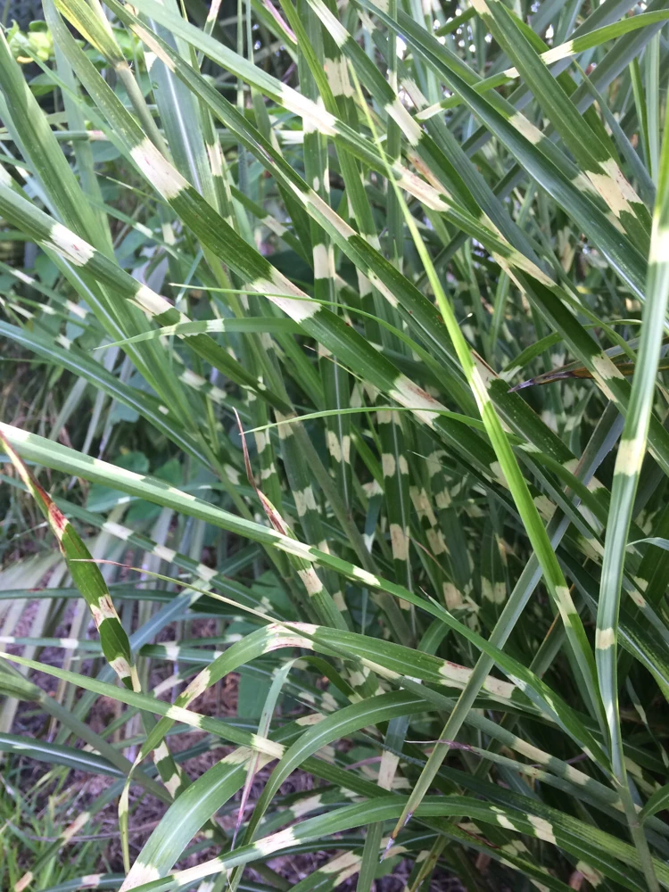 Miscanthus sinensis 'Strictus' Porcupine Grass Seeds - 15 Seeds for Landscaping - Image 2