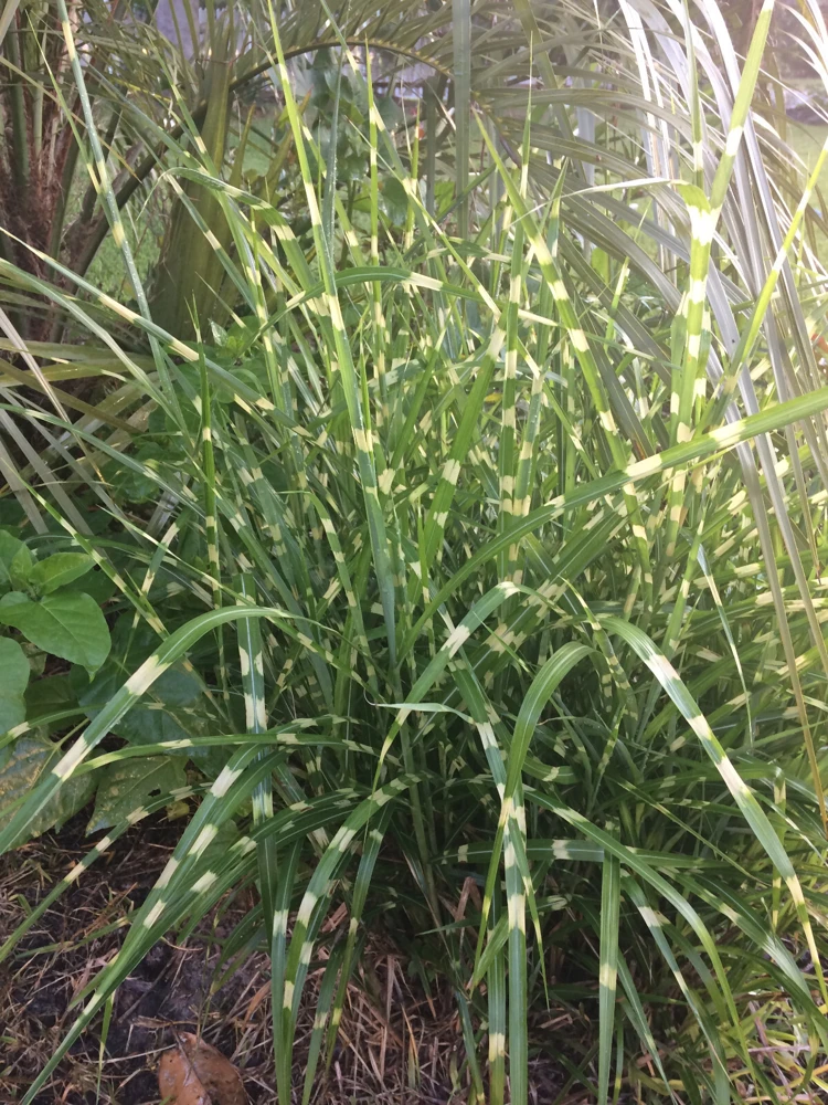 Miscanthus sinensis 'Strictus' Porcupine Grass Seeds - 15 Seeds for Landscaping - Image 3