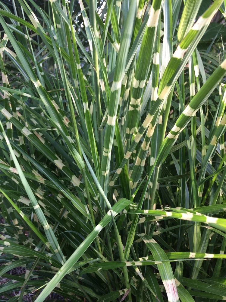 Miscanthus sinensis 'Strictus' Porcupine Grass Seeds - 15 Seeds for Landscaping - Image 4