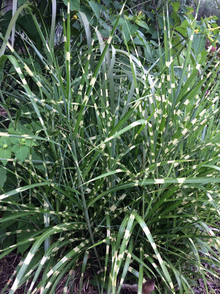 Miscanthus sinensis 'Strictus' Porcupine Grass Seeds - 15 Seeds for Landscaping - Image 5