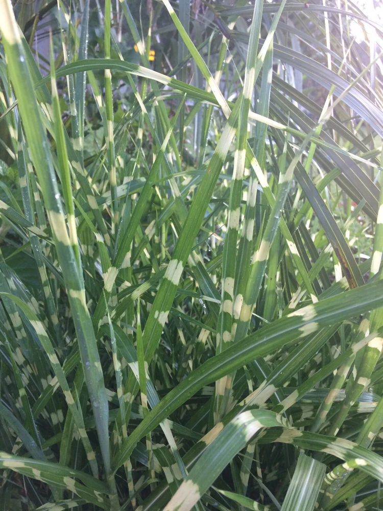 Miscanthus sinensis 'Strictus' Porcupine Grass Seeds - 15 Seeds for Landscaping - Image 6