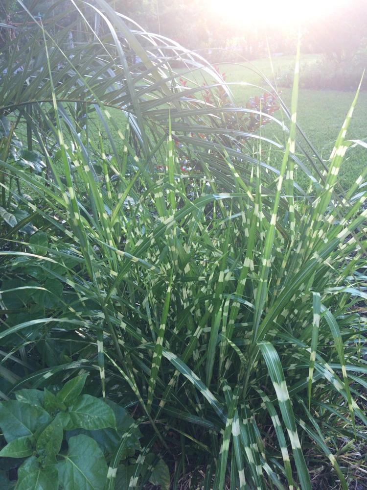 Miscanthus sinensis 'Strictus' Porcupine Grass Seeds - 15 Seeds for Landscaping - Image 7