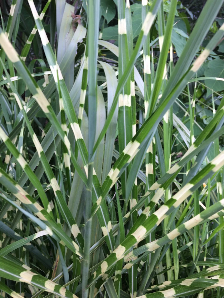 Miscanthus sinensis 'Strictus' Porcupine Grass Seeds - 15 Seeds for Landscaping - Image 1