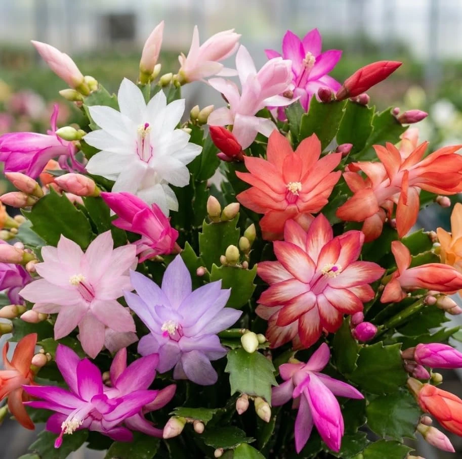 Mixed Color Thanksgiving Cactus Live Plant – 4 Inch Pot – Indoor Flowering Succulent - Image 1