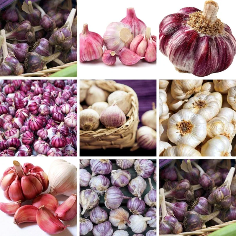 Mixed Garlic Bulbs for Planting - Heirloom Fall Garden Mix - Approx 0.5-1 lb - Image 1