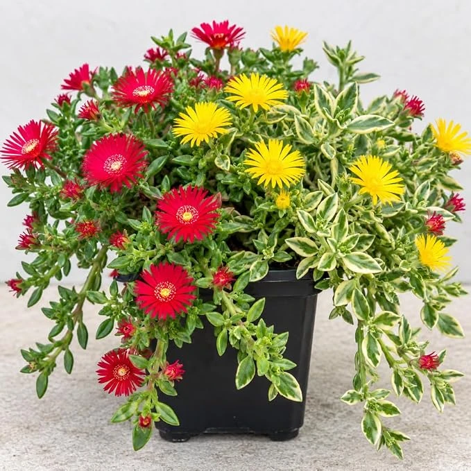 Mixed Ice Plants Live Plants - Hardy Succulents Ground Cover - 2 Pots - Image 1