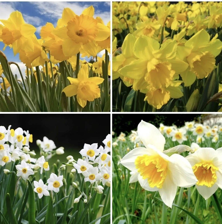 Mixed Narcissus Jongquilla Bulbs - 6 Pack, Daffodil Type, Indoor/Outdoor - Image 1
