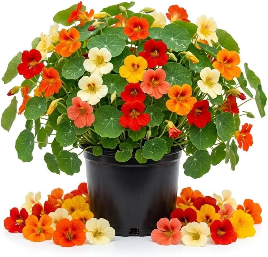 Mixed Nasturtium Live Plant – Heirloom Flowers – 4-6 Inch Tall in 4 Inch Pot – Outdoor - Image 1