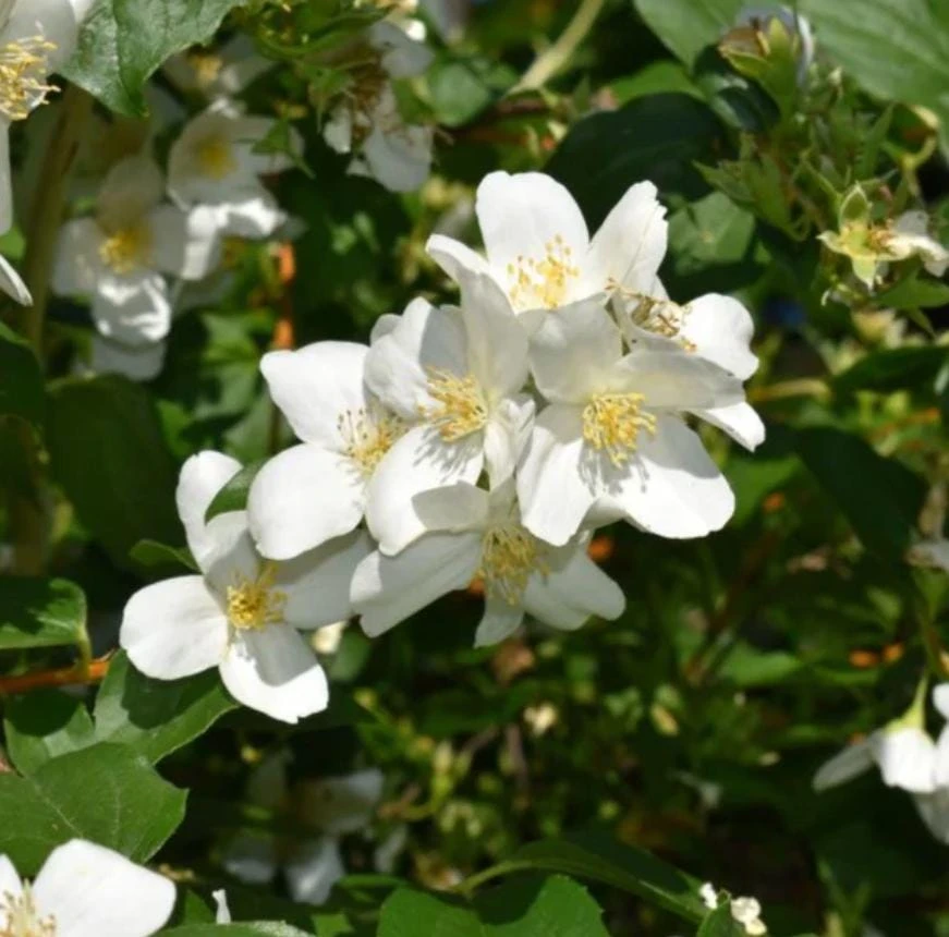 Mock Orange Live Plant – Fragrant White Flowering Shrub – 4" Pot – Outdoor Perennial - Image 1