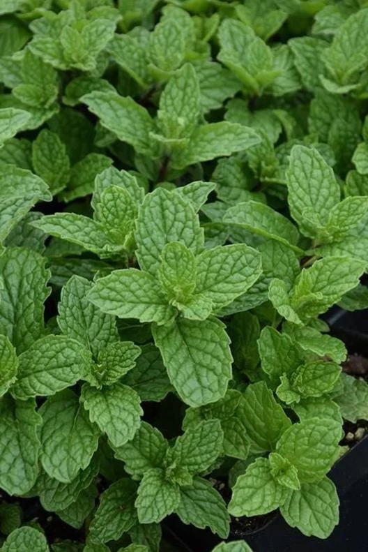 Mojito Mint Live Plant – 3" Pot – Culinary Herb for Tea, Cocktails & Garden - Image 1