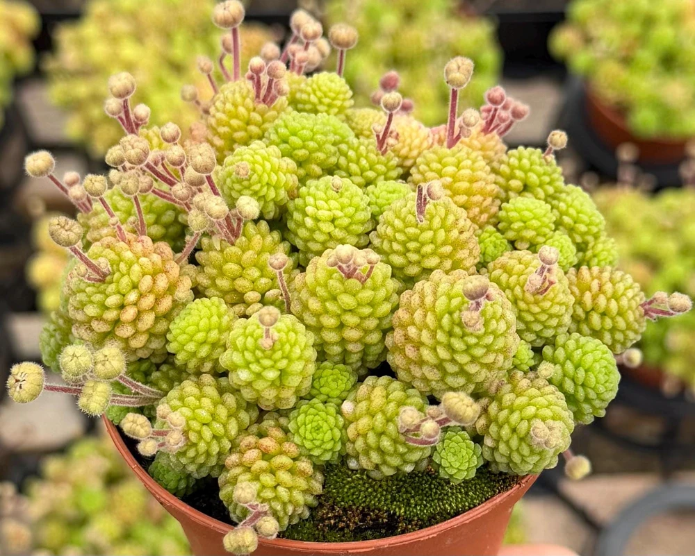 Monanthes Polyphylla Miniature Succulent Live Plant – Rare 3 inch Pot - Image 1