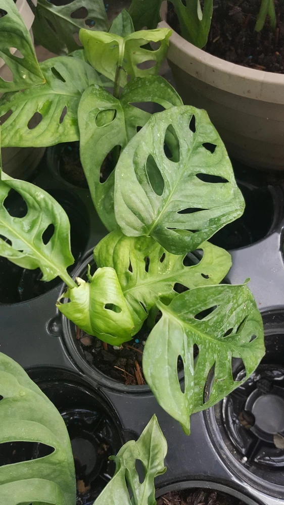 Monstera Adansonii Swiss Cheese Live Plant - 4" Pot - Indoor/Outdoor - Image 1