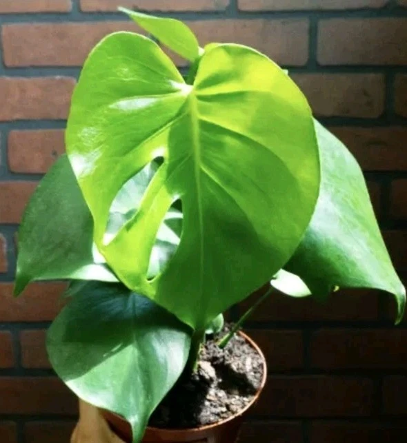 Monstera Deliciosa Live Plant - Swiss Cheese Plant 12-18" Tall in 4" Pot - Indoor Houseplant - Image 2