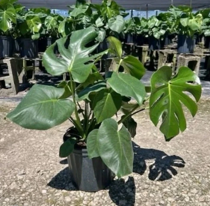 Monstera Deliciosa Live Plant - Swiss Cheese Plant 12-18" Tall in 4" Pot - Indoor Houseplant - Image 1