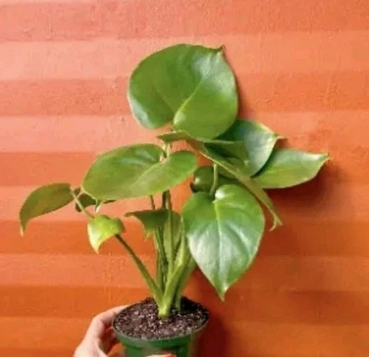 Monstera Deliciosa Live Plant - Swiss Cheese Plant 12-18" Tall in 4" Pot - Indoor Houseplant - Image 3
