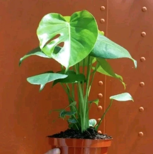 Monstera Deliciosa Live Plant - Swiss Cheese Plant 12-18" Tall in 4" Pot - Indoor Houseplant - Image 4
