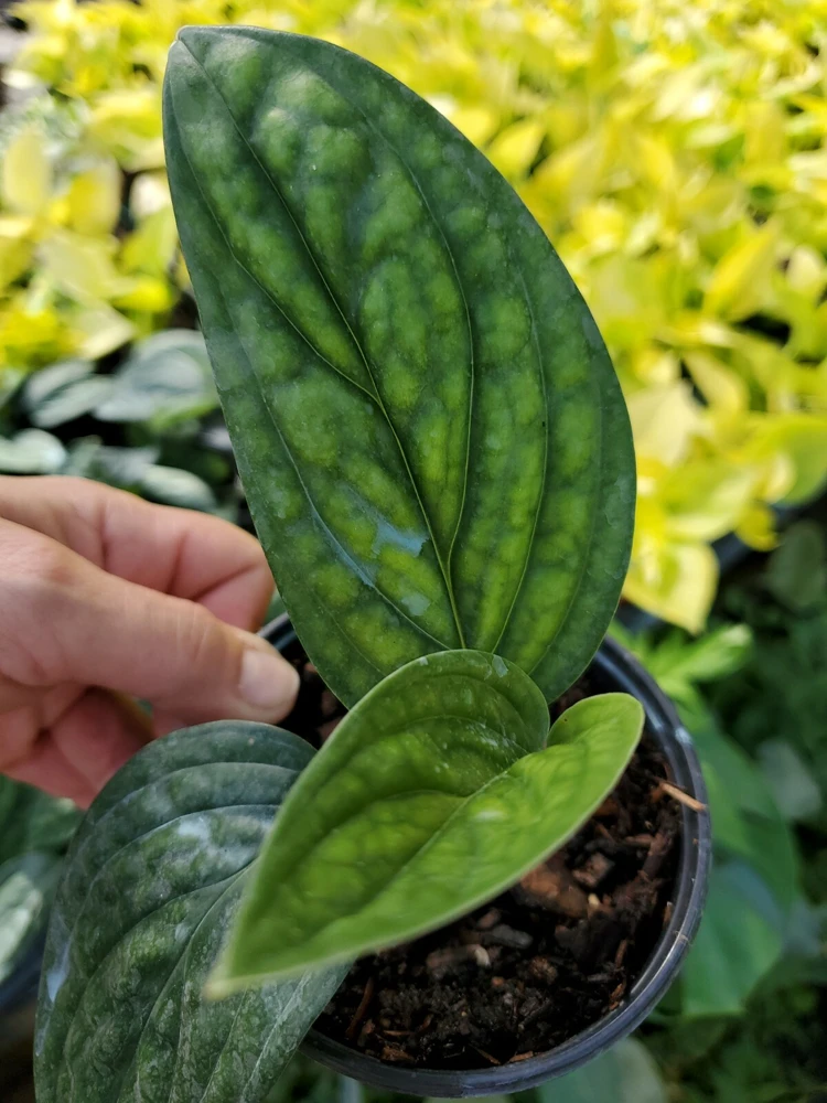 Monstera Peru Green Galaxy Live Plant โ 4 inch Potted Houseplant โ Indoor/Outdoor - Image 2