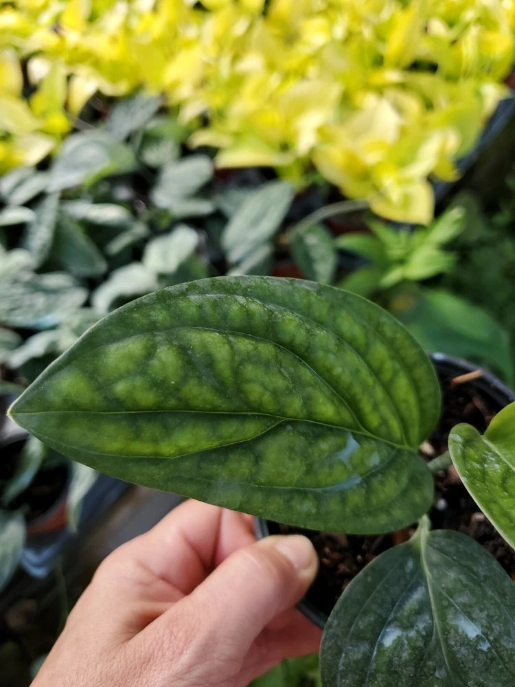 Monstera Peru Green Galaxy Live Plant โ 4 inch Potted Houseplant โ Indoor/Outdoor - Image 3