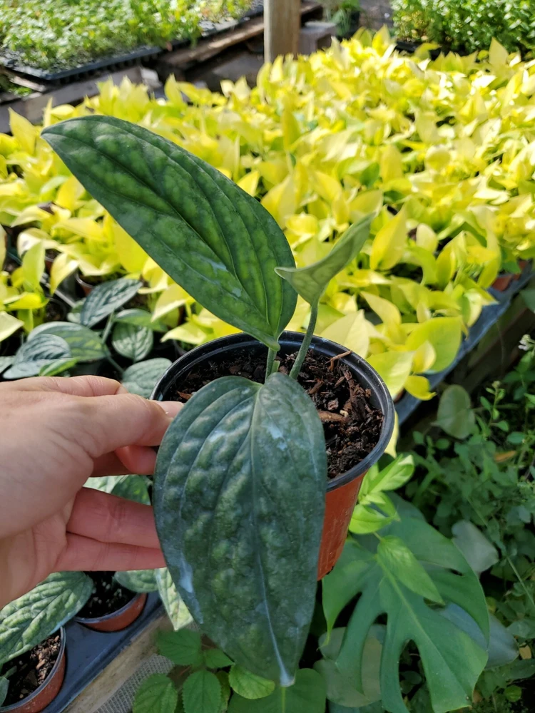 Monstera Peru Green Galaxy Live Plant – 4 inch Potted Houseplant – Indoor/Outdoor - Image 1