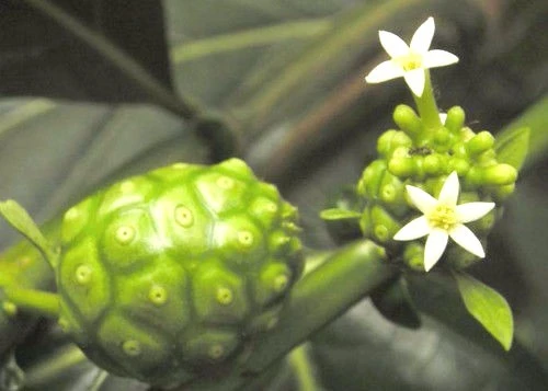Morinda citrifolia Noni Seeds – For Juice – 10 Seeds - Image 1
