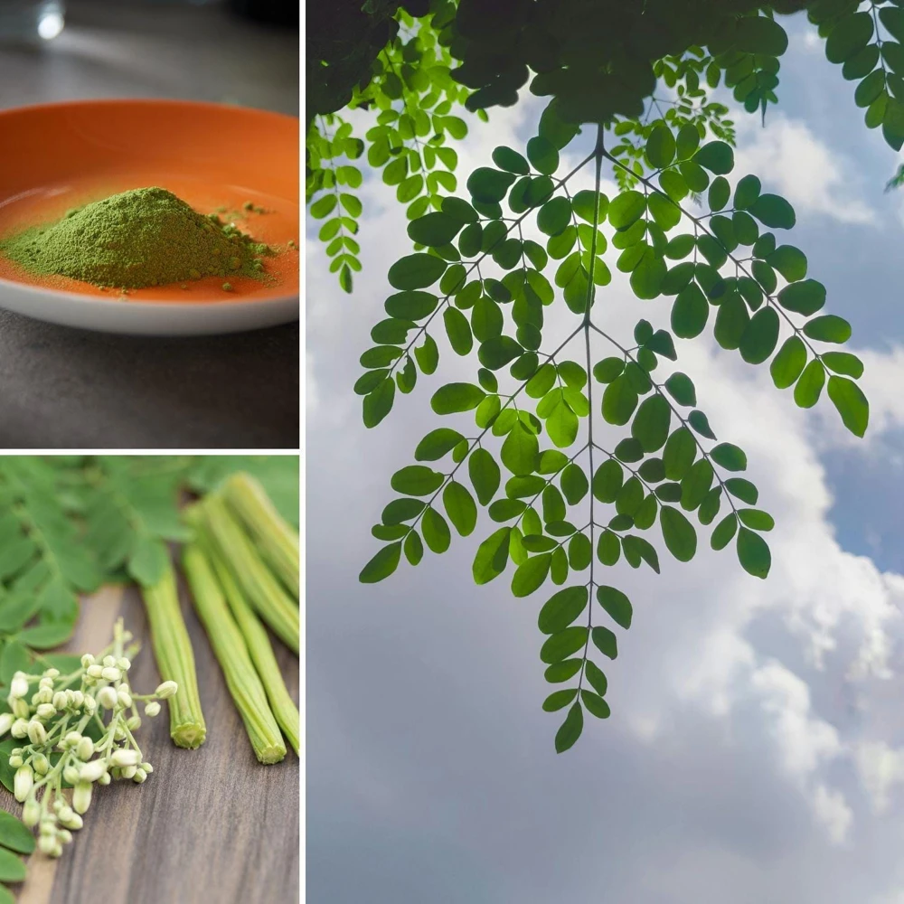 Moringa Live Plant - 4" Tall, Fast Growing Edible Tree for Gardens - Image 3