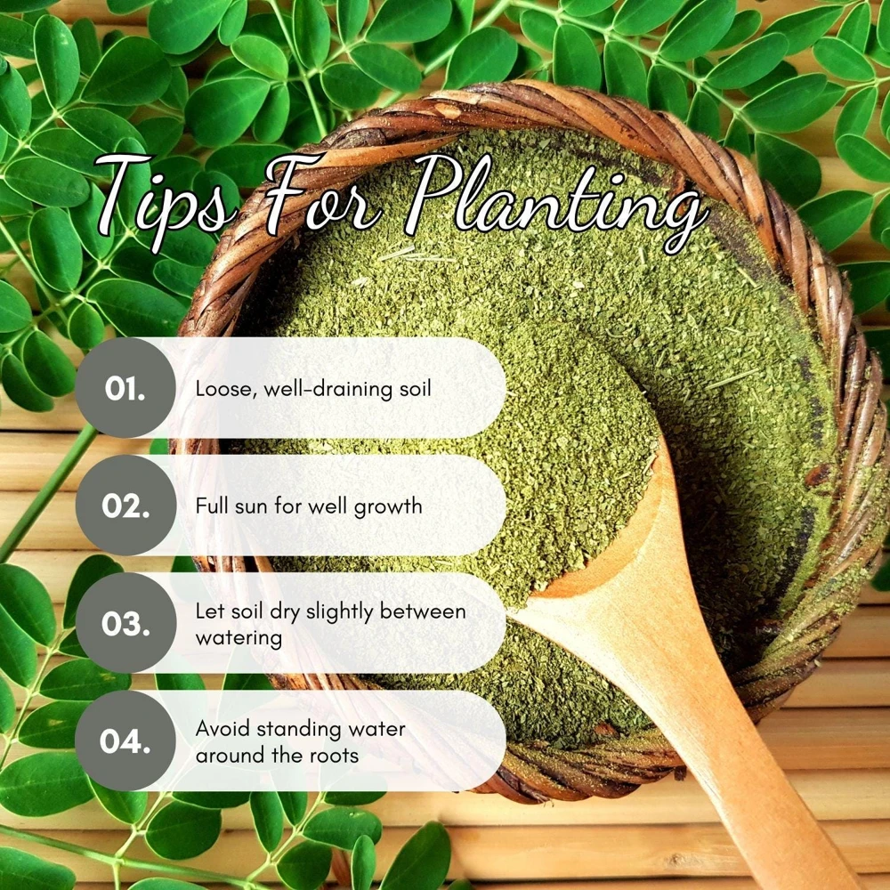 Moringa Live Plant - 4" Tall, Fast Growing Edible Tree for Gardens - Image 4