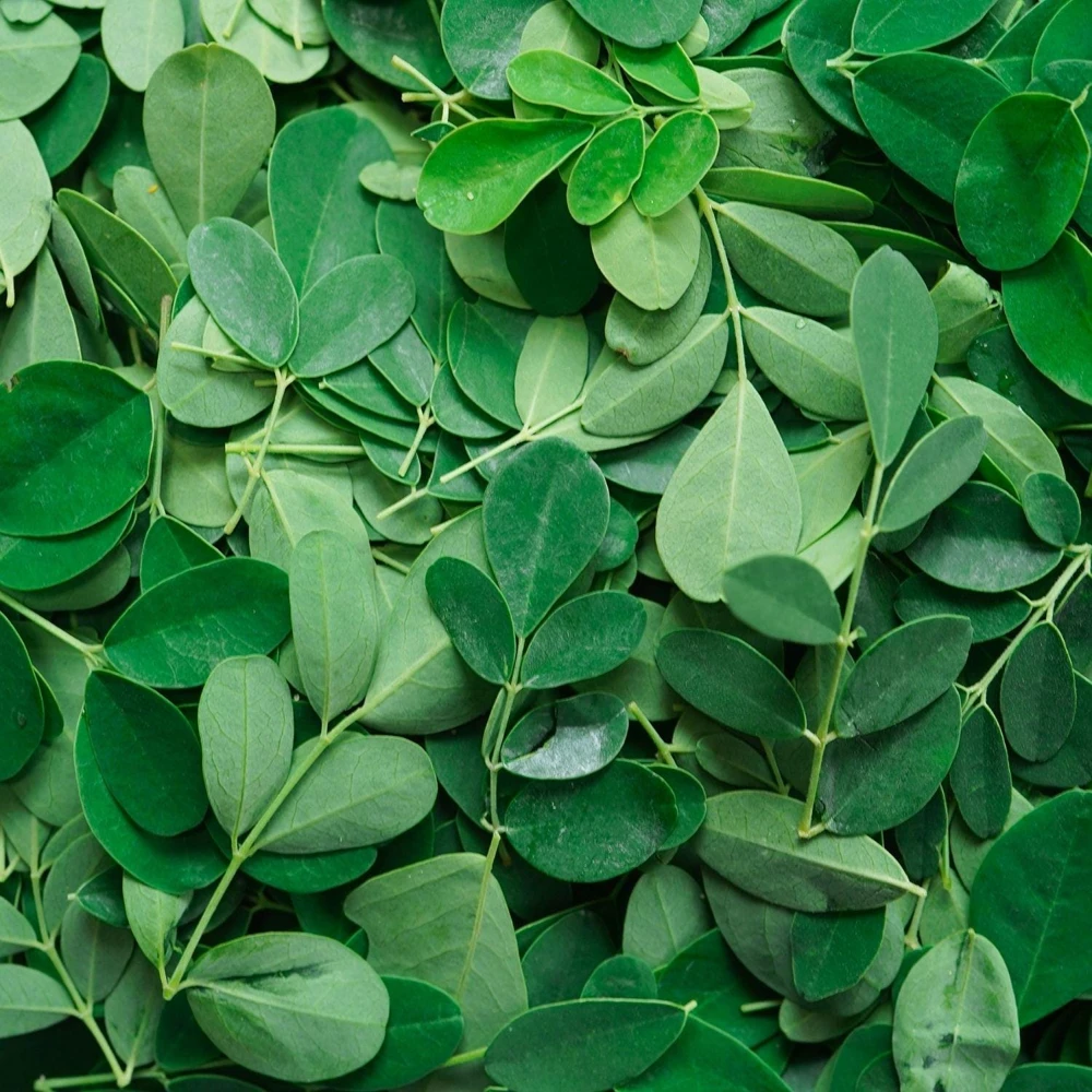 Moringa Live Plant - 4" Tall, Fast Growing Edible Tree for Gardens - Image 5