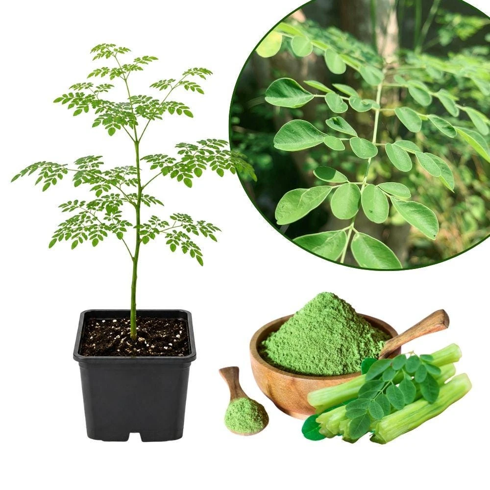 Moringa Live Plant - 4" Tall, Fast Growing Edible Tree for Gardens - Image 1