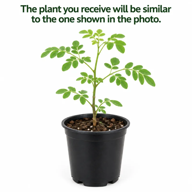 Moringa Live Plant in a 4 Inch Pot, Moringa Oleifera Tree for Home Garden Planting - Image 2