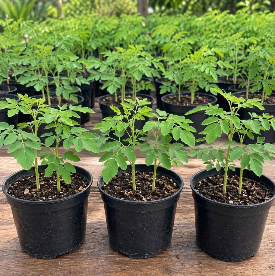 Moringa Tree Drumstick Live Plant - 2-Pack, 4-6 Inch Tall, 4 Inch Pot, Indoor/Outdoor - Image 1