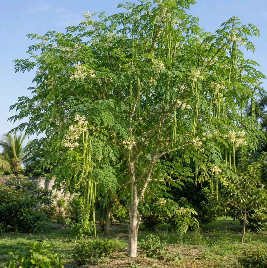 Moringa Tree Live Plants, Drumstick Tree, 1-2 Ft Tall, 4 Inch Pot, 2-Pack, Indoor/Outdoor - Image 3