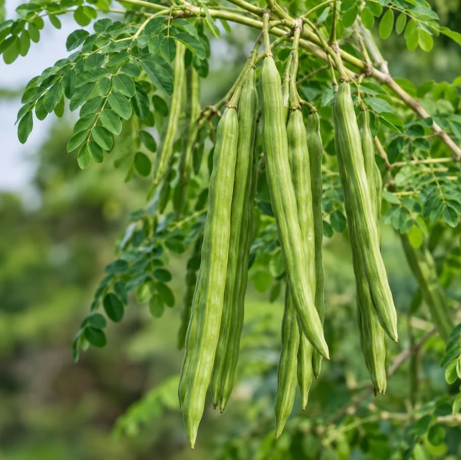 Moringa Tree Live Plants, Drumstick Tree, 1-2 Ft Tall, 4 Inch Pot, 2-Pack, Indoor/Outdoor - Image 5