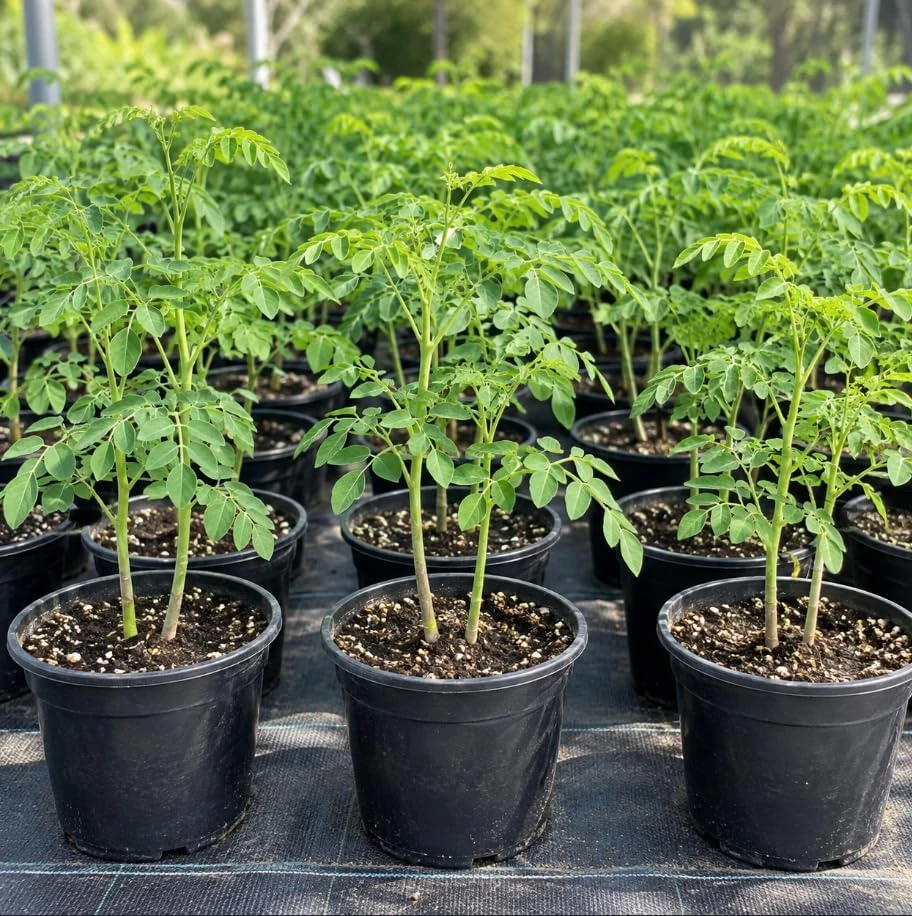 Moringa Tree Live Plants, Drumstick Tree, 1-2 Ft Tall, 4 Inch Pot, 2-Pack, Indoor/Outdoor - Image 1