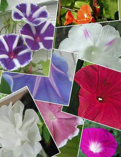 Morning Glories Mixed Seeds - 20 Count - Annual Flowering Vine - Image 1