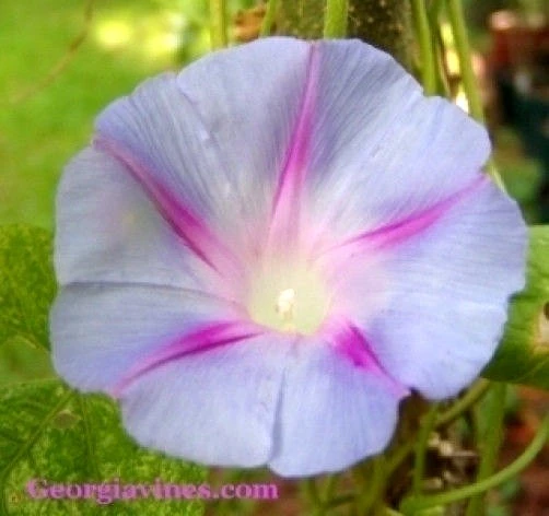 Morning Glory Blue Star Seeds – 10 Count – Ipomoea – Flowering Vine Seeds - Image 2