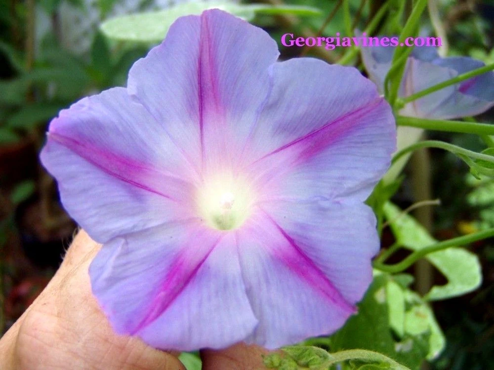 Morning Glory Blue Star Seeds – 10 Count – Ipomoea – Flowering Vine Seeds - Image 1