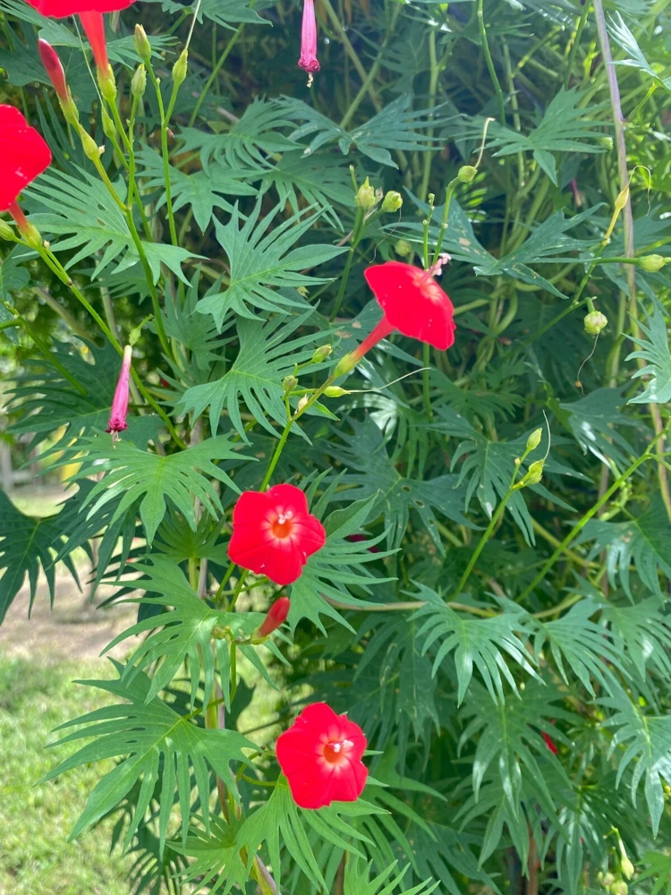 Morning Glory Cardinal Climber Seeds - Ipomoea multifida - 10 Seeds - Image 1