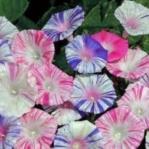 Morning Glory Carnivale De Venezia Seeds – 10 Seeds – Annual Flower Seeds - Image 1