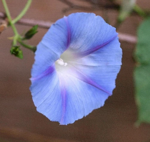 Morning Glory Dawn Star Seeds – Ipomoea purpurea – 10 Seeds – Annual Flower - Image 1