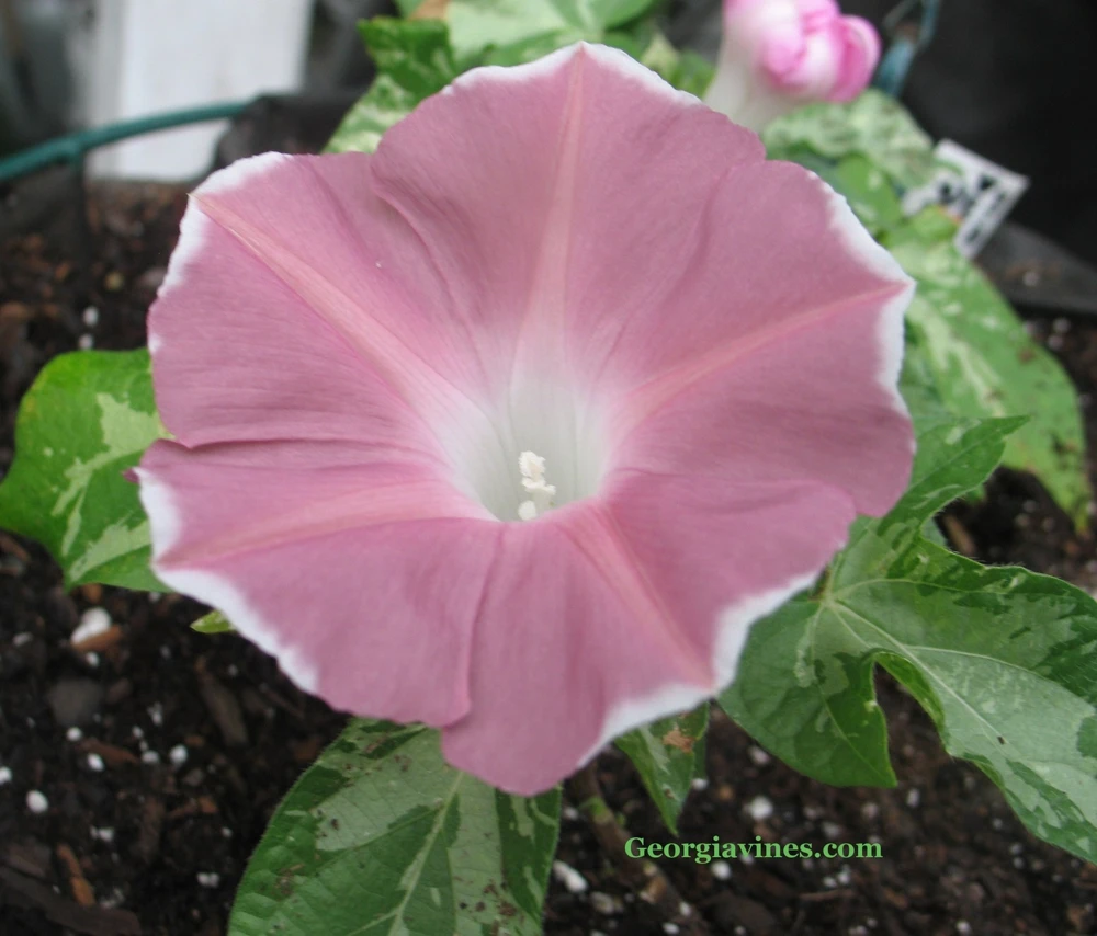 Morning Glory Dwarf Pink Picotee Seeds - 6 Count - Perennial Flower Seeds - Image 1