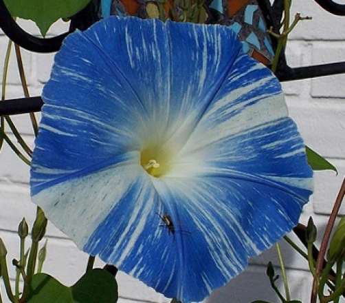 Morning Glory Flying Saucers Seeds - 15 Count Annual Vine Seeds - Image 1