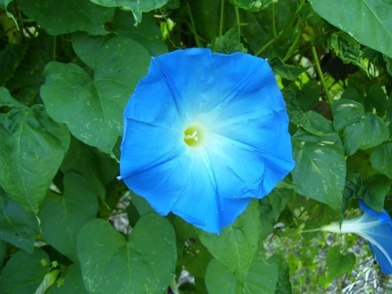 Morning Glory Heavenly Blue Seeds - 25 Seeds, Annual, Climbing Flower, Outdoor - Image 1