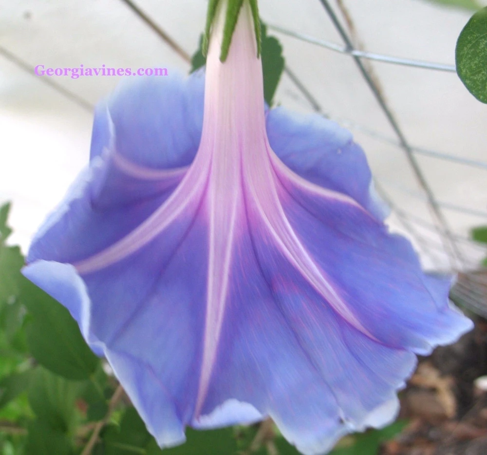 Morning Glory Ipomoea Asatsuki Morning Moon Seeds - 6 Pack - Image 1