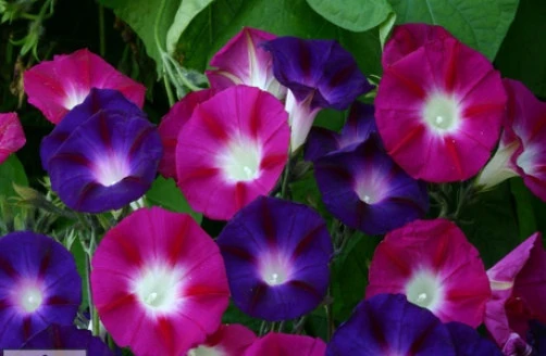 Morning Glory Ipomoea Bohemian Shades Seeds - 10 Count - Image 1