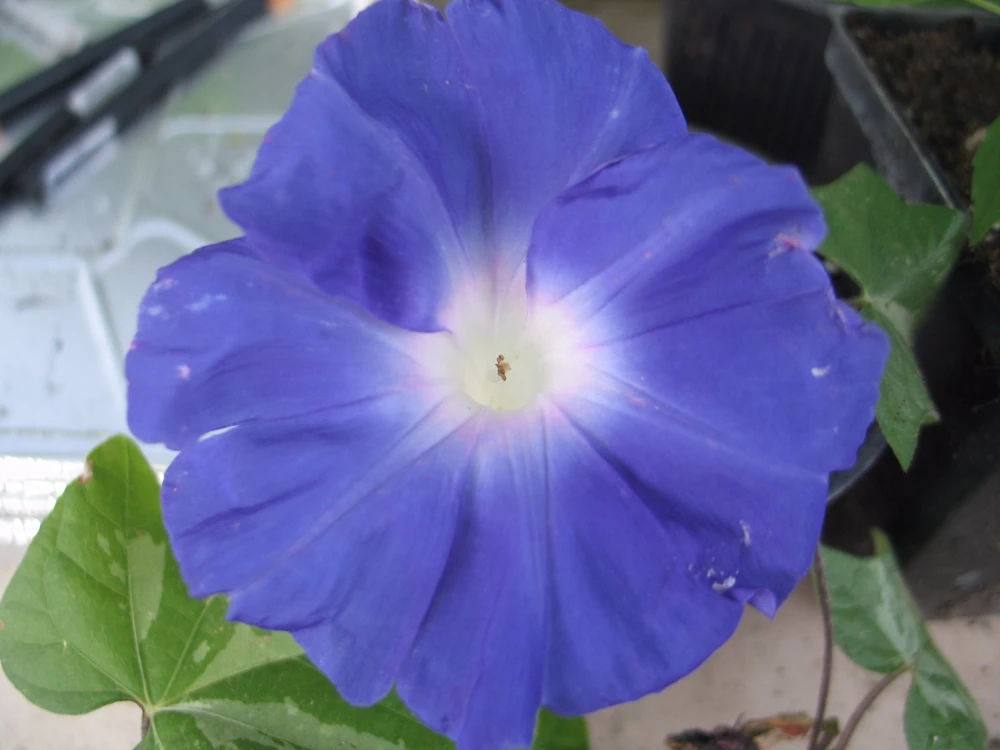 Morning Glory Ipomoea China Species Seeds - 10 Pack - Outdoor Vine - Image 1