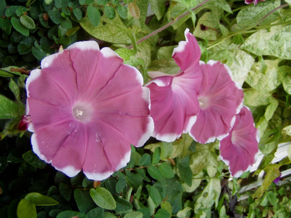 Morning Glory Ipomoea Chocolate Seeds - 10 Pack Annual Flower - Image 1