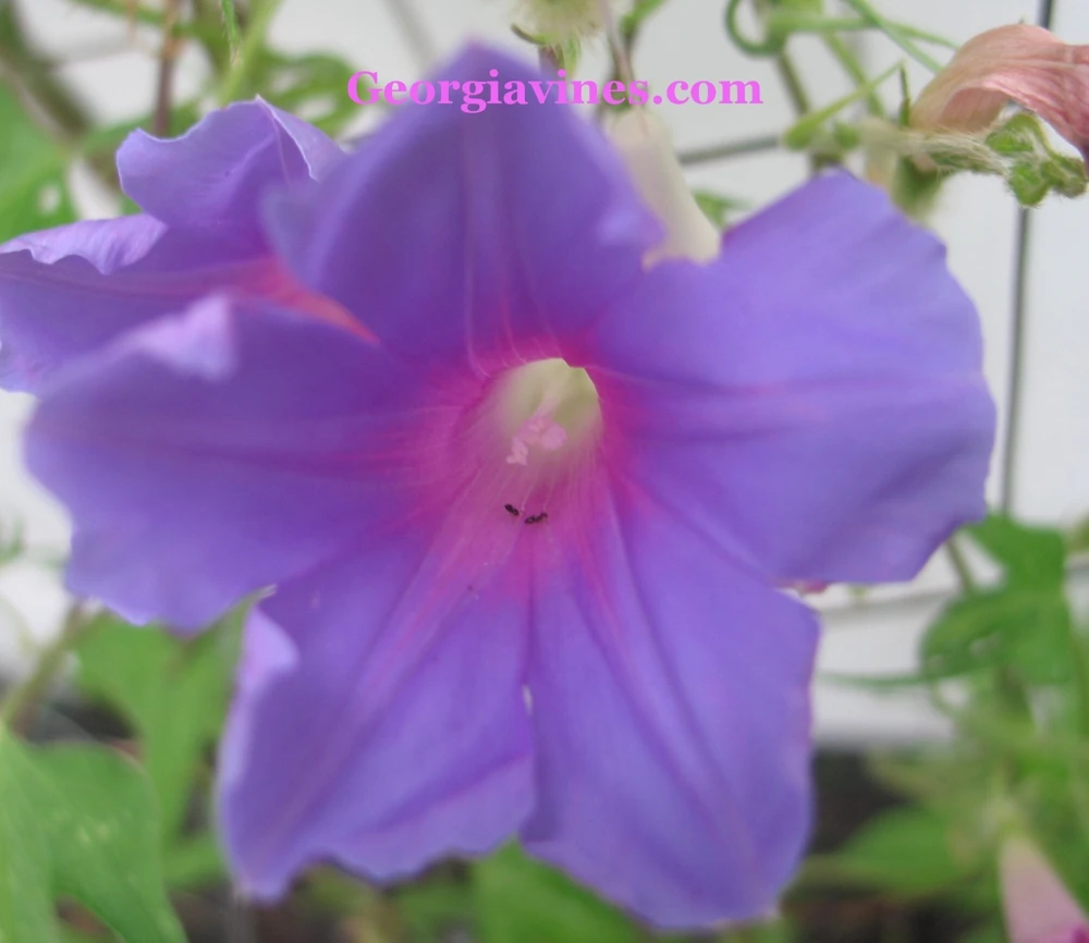 Morning Glory Ipomoea Dragonfly Blue Seeds - 6 Count, Climbing Vine, Annual Flower - Image 2