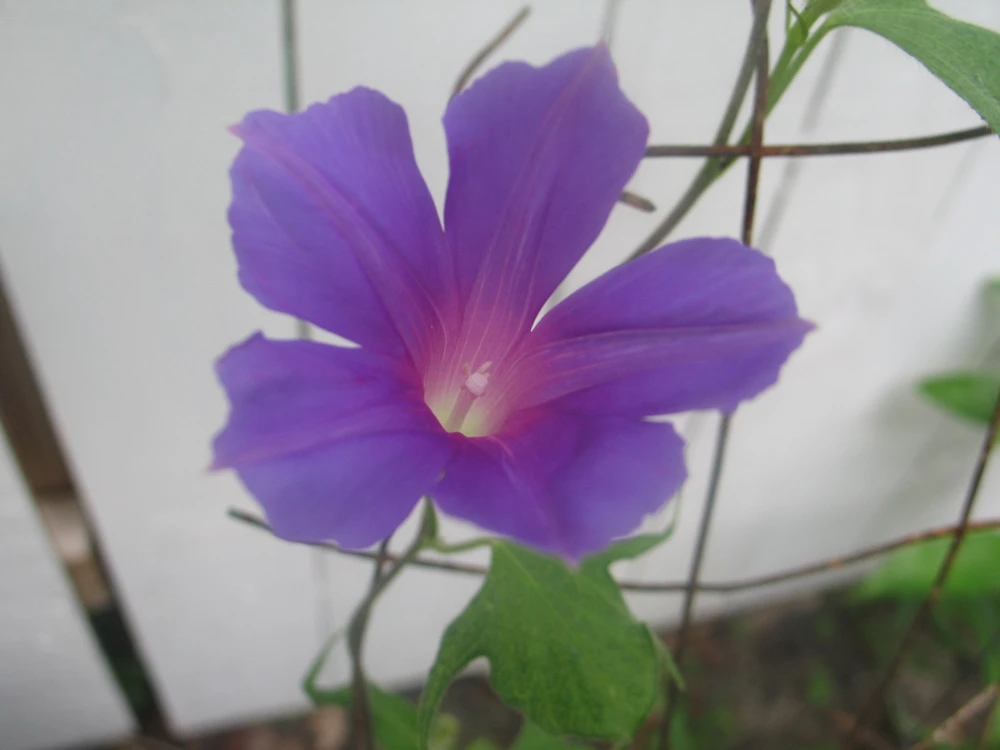 Morning Glory Ipomoea Dragonfly Blue Seeds - 6 Count, Climbing Vine, Annual Flower - Image 3