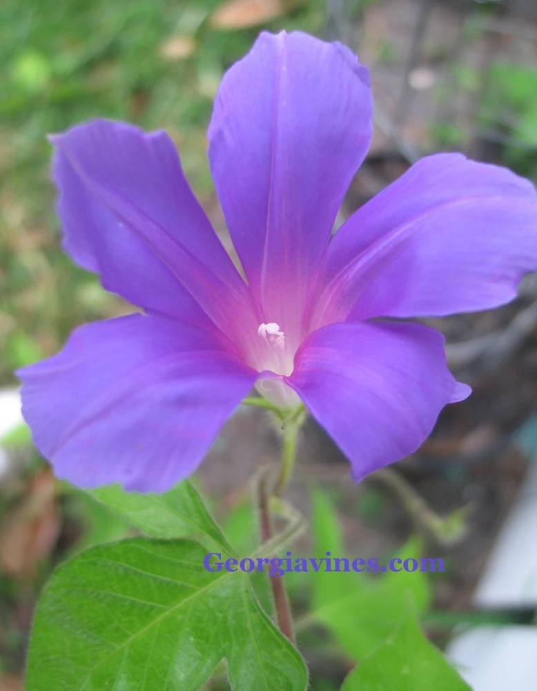 Morning Glory Ipomoea Dragonfly Blue Seeds - 6 Count, Climbing Vine, Annual Flower - Image 1