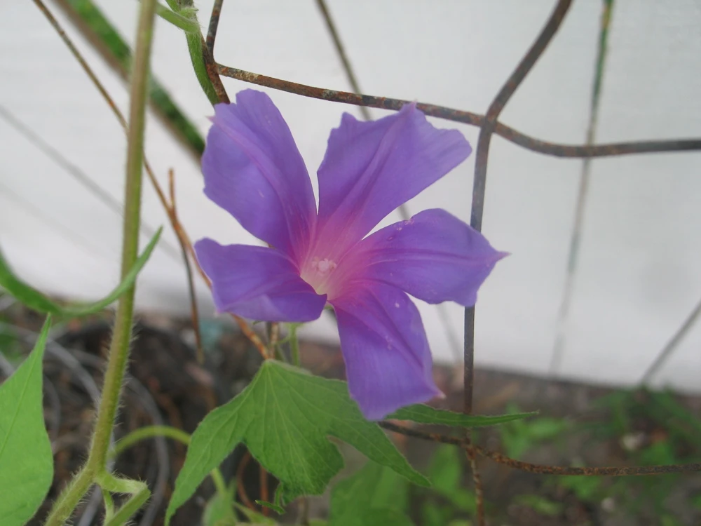 Morning Glory Ipomoea Dragonfly Blue Seeds - 6 Count, Climbing Vine, Annual Flower - Image 4